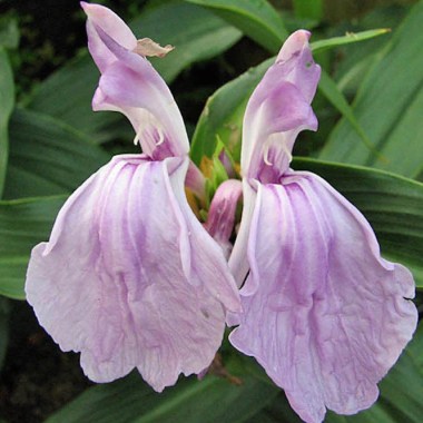 Roscoea-purpurea8