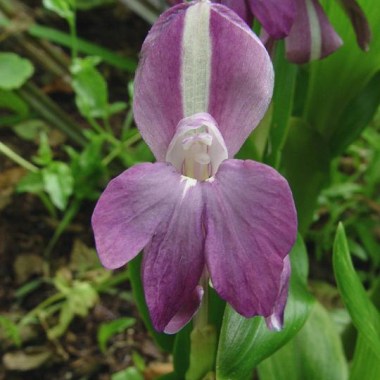 Roscoea-purpurea