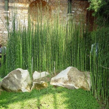 Rush-Horsetail-or-Equisetum-hyemale-Bog-Plant-2