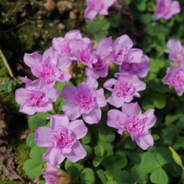 TB2QK8sf4SYBuNjSspjXXX73VXa_!!21504178.jpg_b