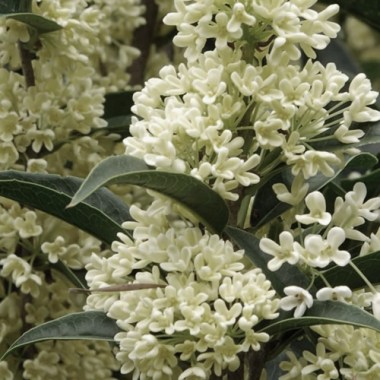 Tea-Olive-Fudingzhu-3