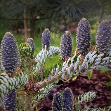abies_koreana_silver_show