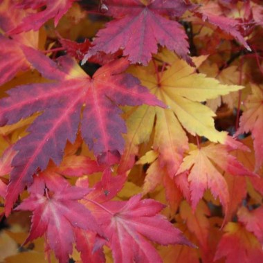 acer-palm-orange-dream-1-14091822