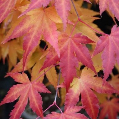 acer-palm-oridono-nishiki-1-14091822