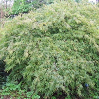 acer-palmatum-dissectum-shrub-2