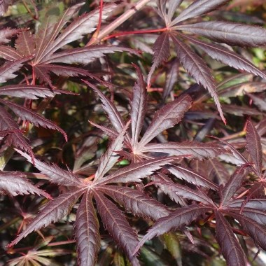 acer-palmatum-trompenburg-tree-p608-6608_image