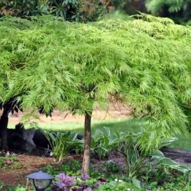 acerpalmatumdissectum_Viridis_GREENLACELEAFMAPLE_1024x