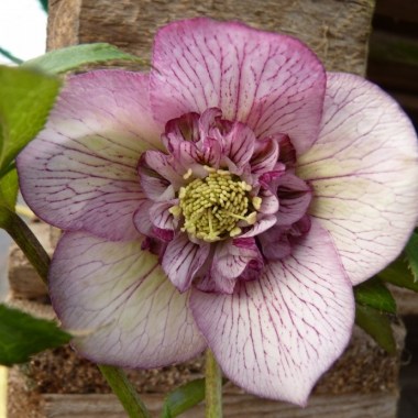ad14-663c-8004-hellborus-hybridus-anemone-picotee-0-1-0-1-0-8-1-1000x750