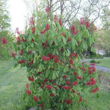 aesculus-pavia-blog3_thumb