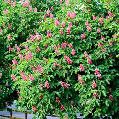 aesculus-x-carnea-briotii-agm-in-mid-may-B14C9K