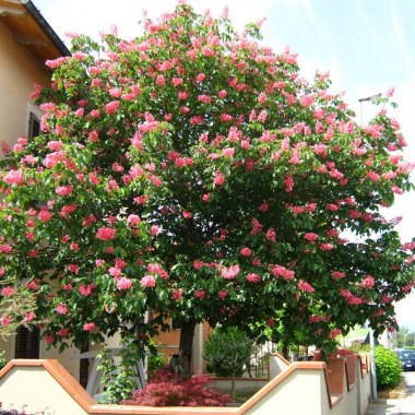 aesculus_x_carnea_briotti_5