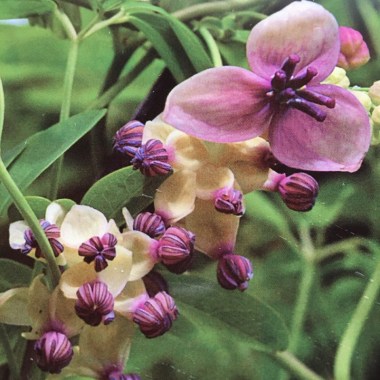 akebia-quinata-silver-bells