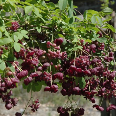 akebia-quinata-the-chocolate-vine-512-p