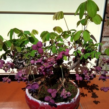 akebia
