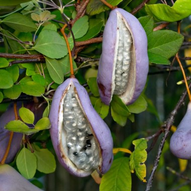 akebia_quinata_fruit
