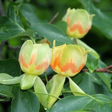 albero-dei-tulipani