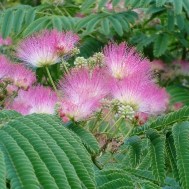 albizia-jull.-ombrella-