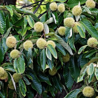 american-chestnut-castanea-dentata-dr-nick-kurzenko