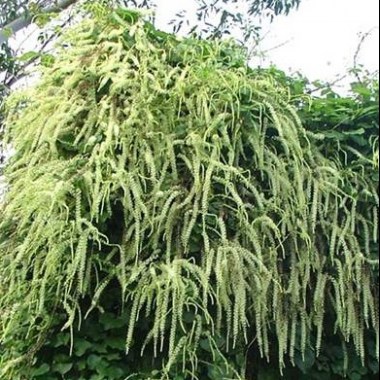 anredera_cordifolia892