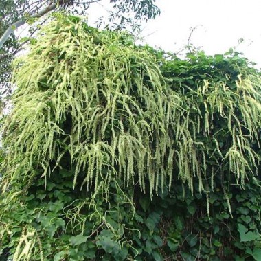 anredera_cordifolia89