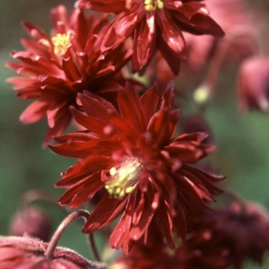 aquilegia-double-rubies