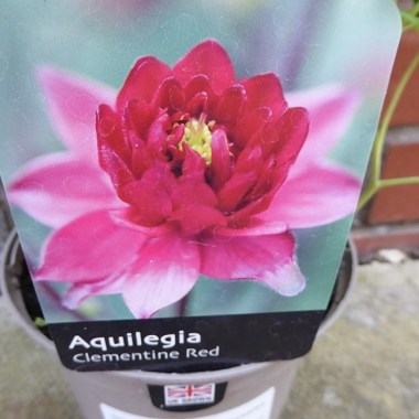 aquilegia_clementine_red