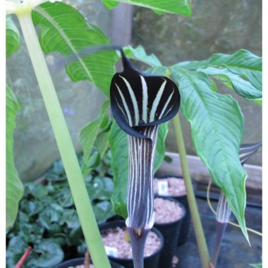arisaema_costatum-600x711