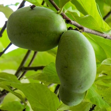 asimina-triloba-mango-indianerbanane-paw-paw