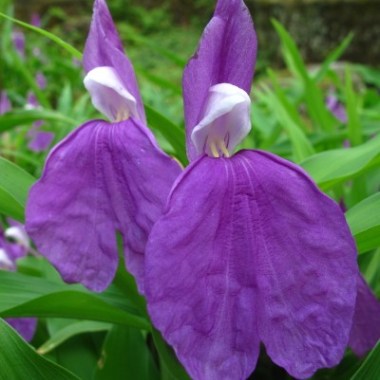 auriculata