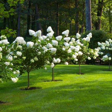 blog-hydrangeas-05