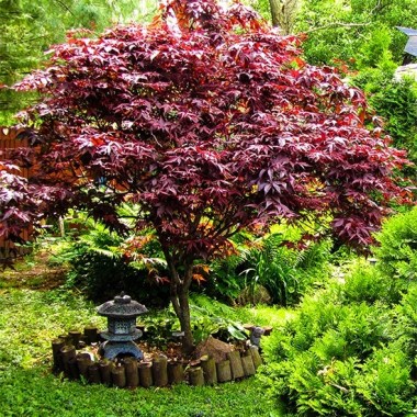 bloodgood-japanese-maple-1edit