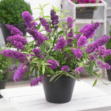 buddleya-davida-tutti-fruti