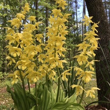 calanthe_striata3