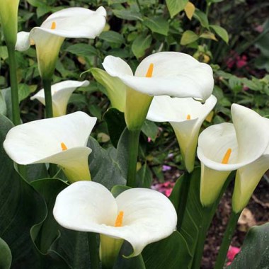 calla-lily-flower-big