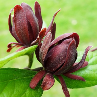 calycanthusfloridus2-500x500