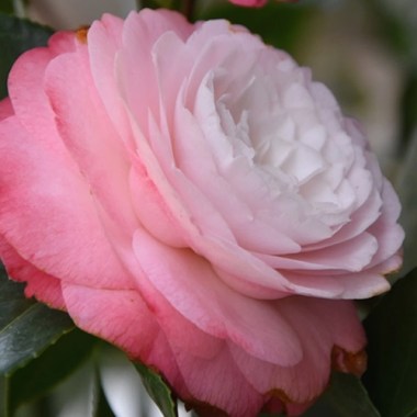 camellia-desire-13