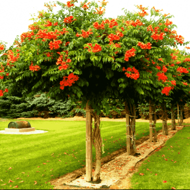 campsis009