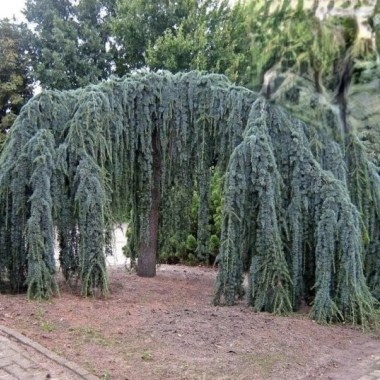 cedrus-libani-glauca-pendula