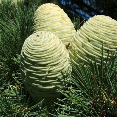 cedrus_deodara