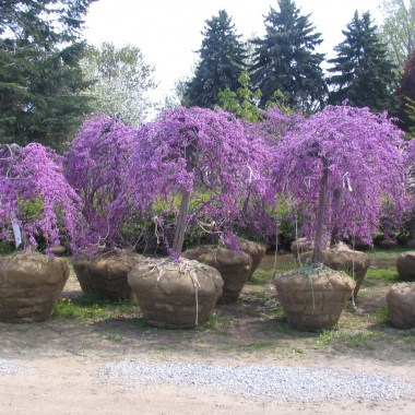 cercis-x-canadensis-lavender-twist-covey-1-1