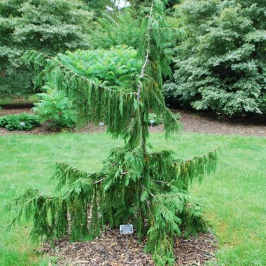 chamaecyparisnootpendula2-1