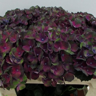 charlotte-paars-75cm-1024x768