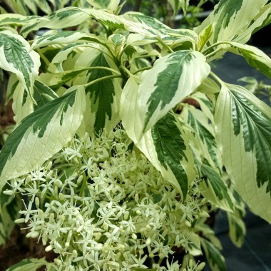 cornus-controversa-variegata-