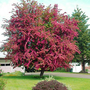 crataegus_pauls_scarlet4