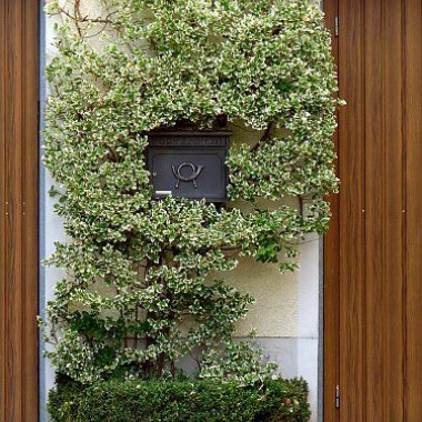 csm_weissbunter-spindelstrauch-a375_a4e72d00bb