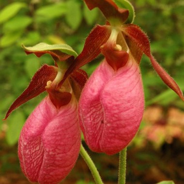 cypripedium-acaule-in-gvanvelsir
