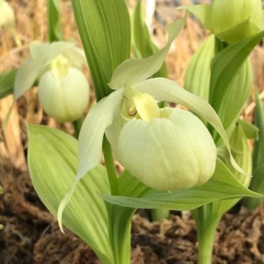 cypripedium-bernd-pastel