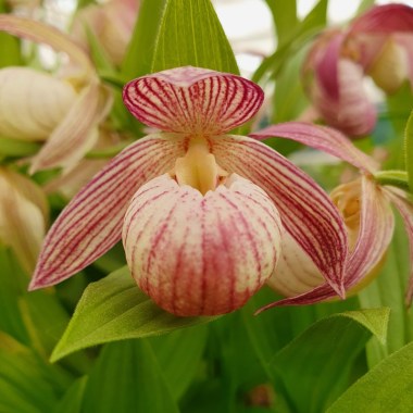 cypripedium-bernd