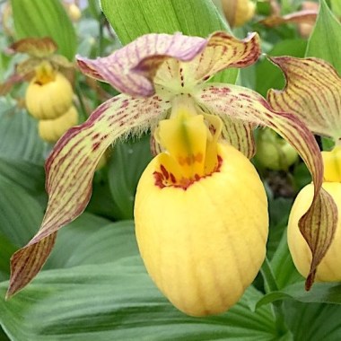 cypripedium-inge-
