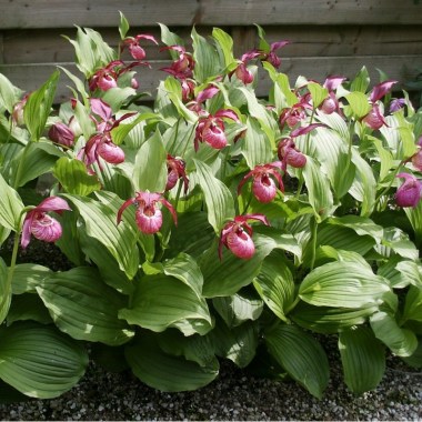 cypripedium-macranthos